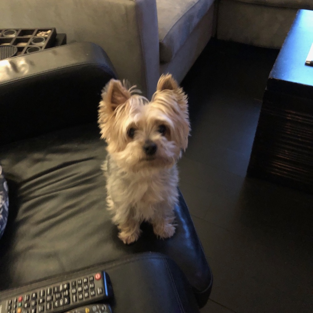 Meet your Posher, Carmen